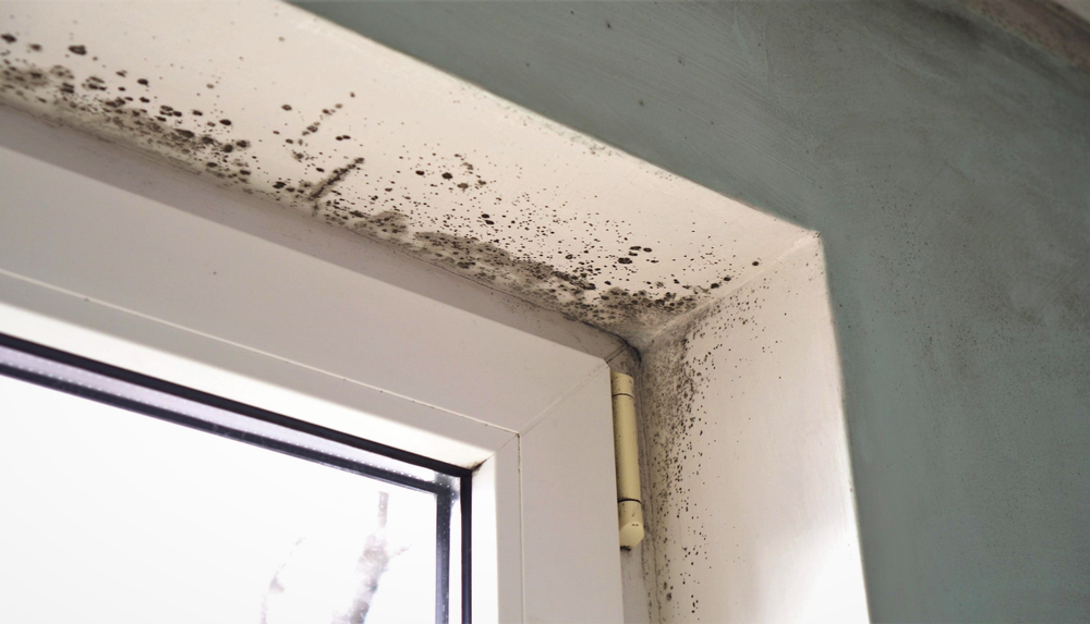 Growth,of,black,mold,on,the,walls,inside,an,apartment