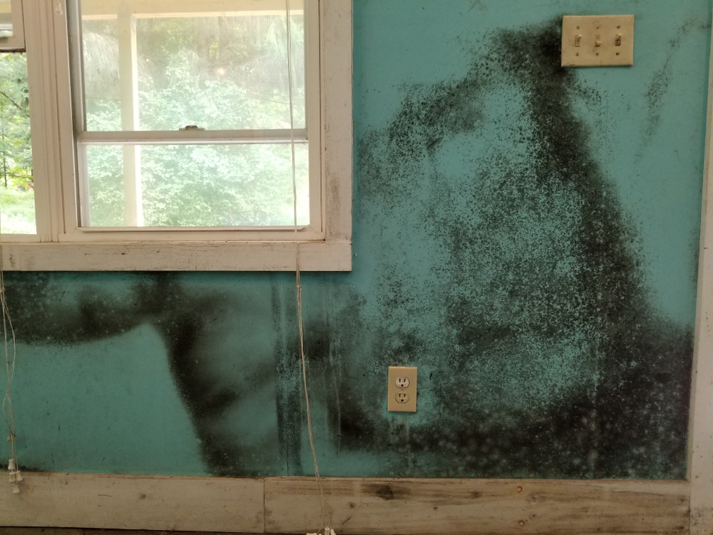 Mold,damage,on,wall,from,roof,leak
