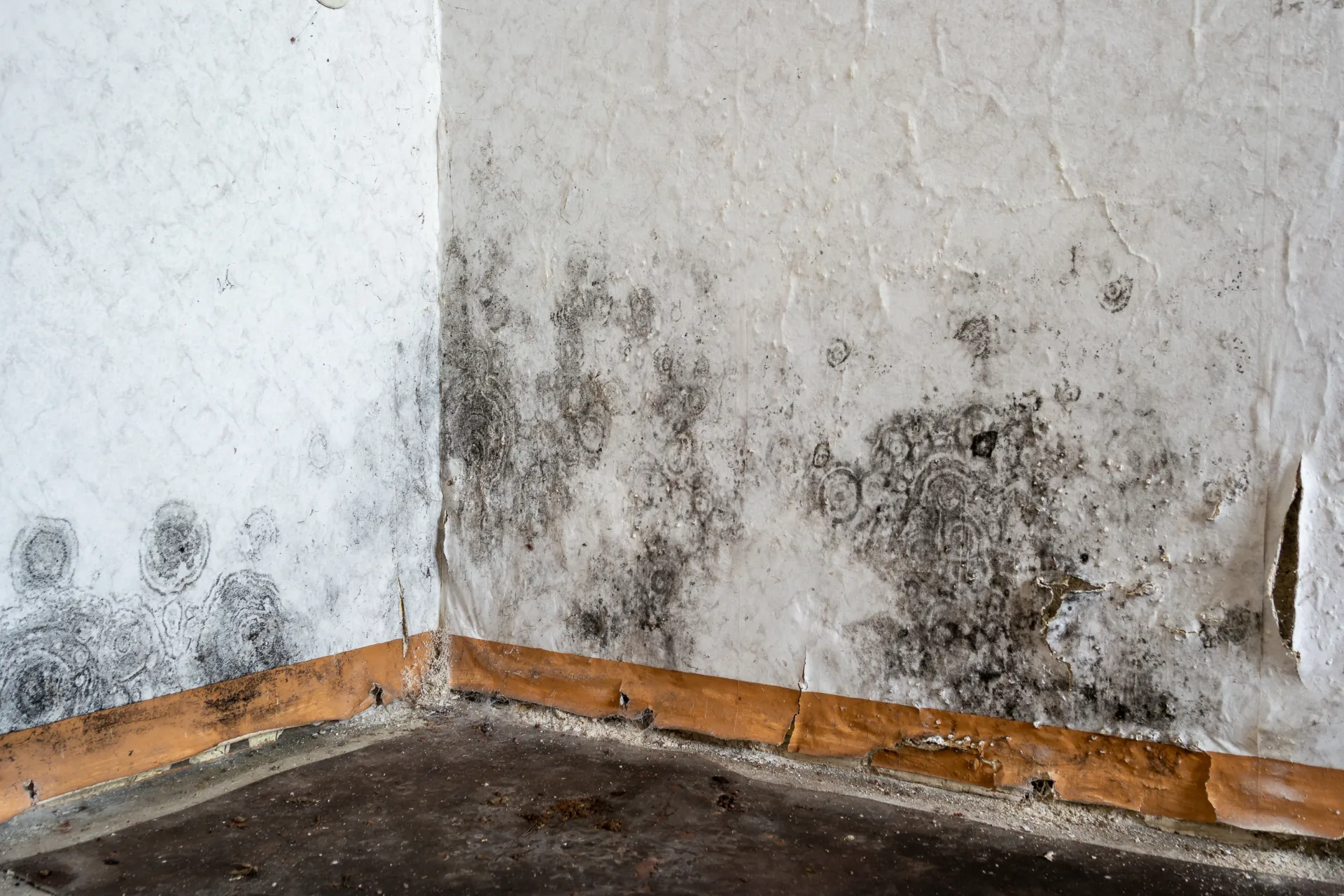 Mold Removal in Concord, NC: Why Moisture Problems Keep Coming Back